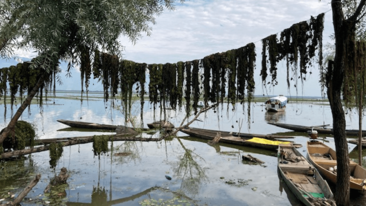 Mindless waste dumping in Wular causing a decline in fish production, affecting the livelihood of thousands 