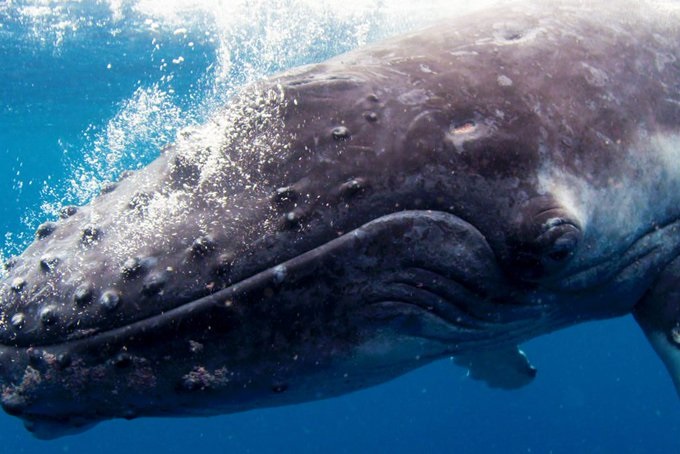 Kate Winslet is Mother Earth in natural history documentary ‘DreamScapes’