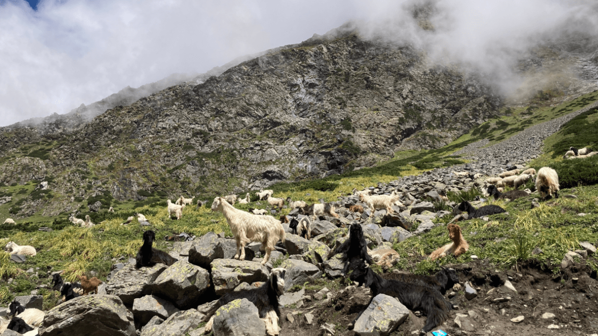 India among worst performers in Global Nature Conservation Index, ranks 176 out of 180