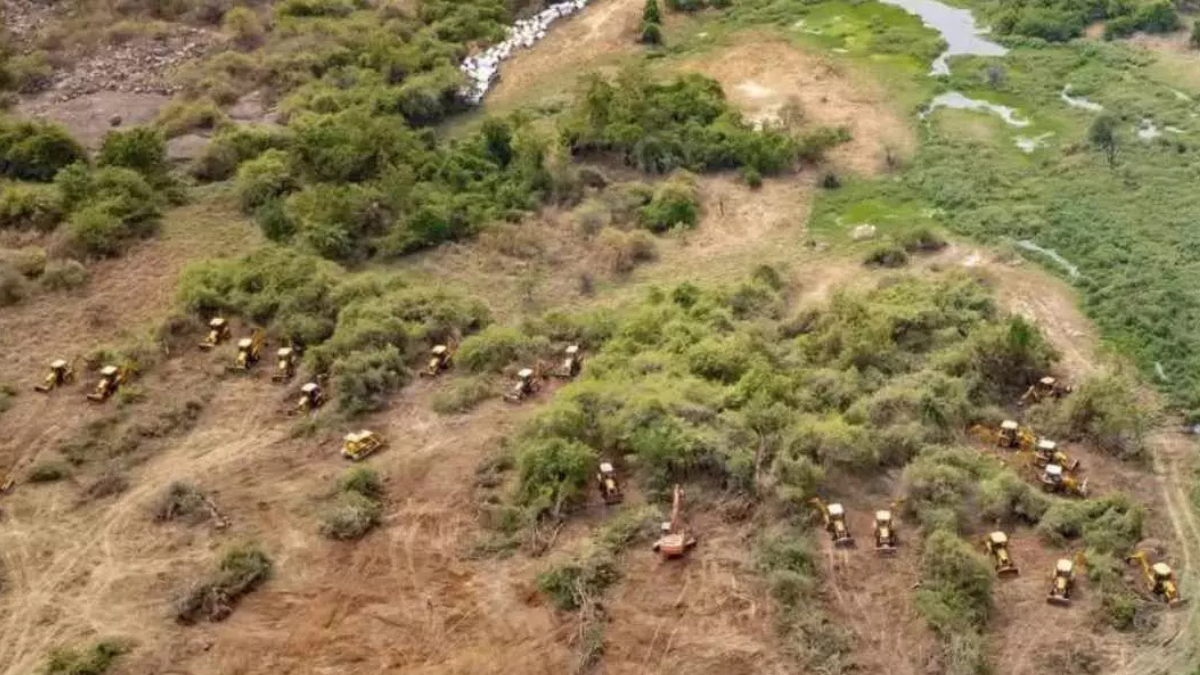 Deforestation, Pollution & Habitat Loss: The Challenges of Wildlife Protection in India